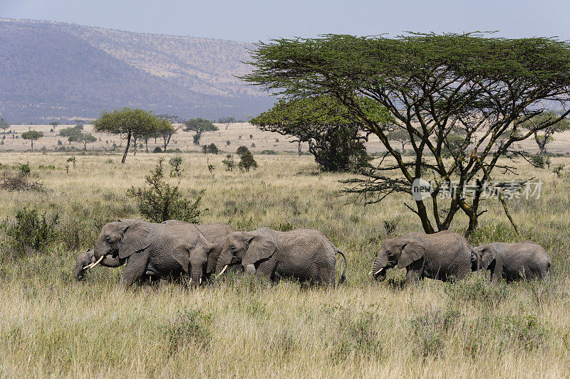 大象家族，loxodonta africana，坦桑尼亚，非洲，塞伦盖蒂国家公园。